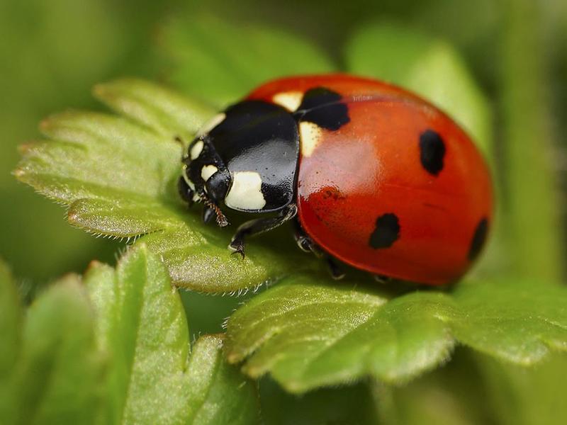 Funkcje i korzyści aplikacji Biedronka
