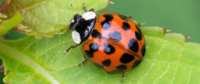 Rozwiązywanie problemów z aplikacją Biedronka